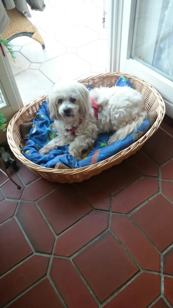 Condolence image of Jasmin mit Banyara tief im Herzen 