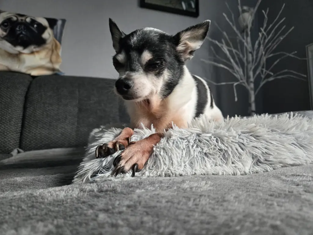 Andachtsbild von Jenny