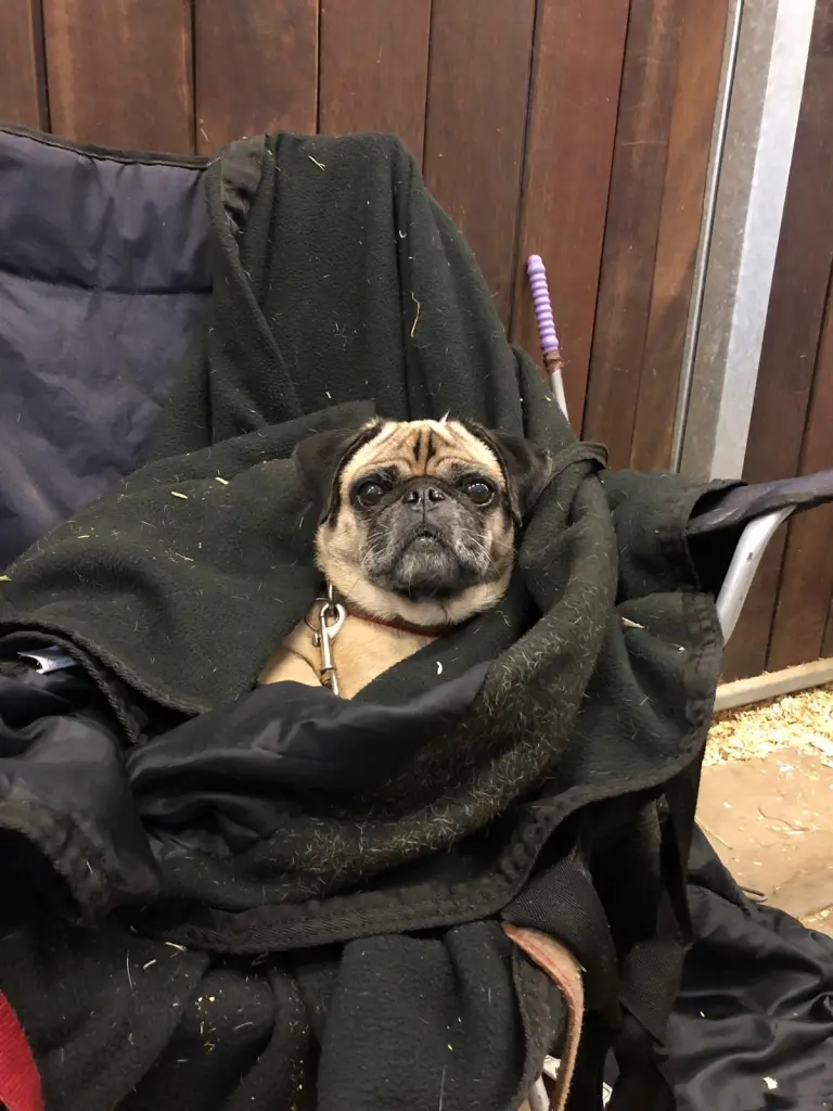 Bild von Miss Marple