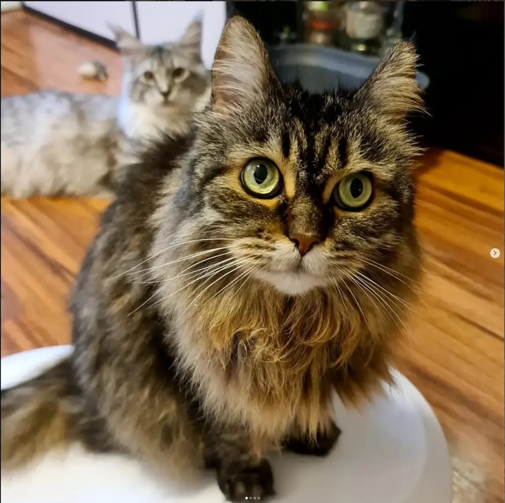 Andachtsbild von Leon