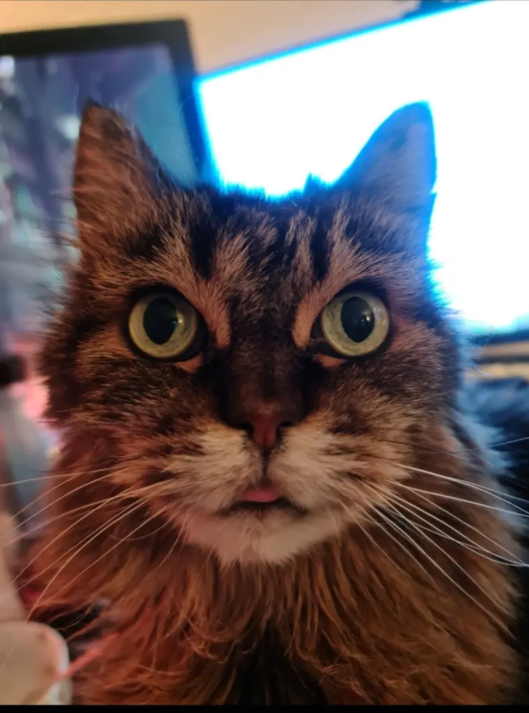 Das letzte Foto von ihr