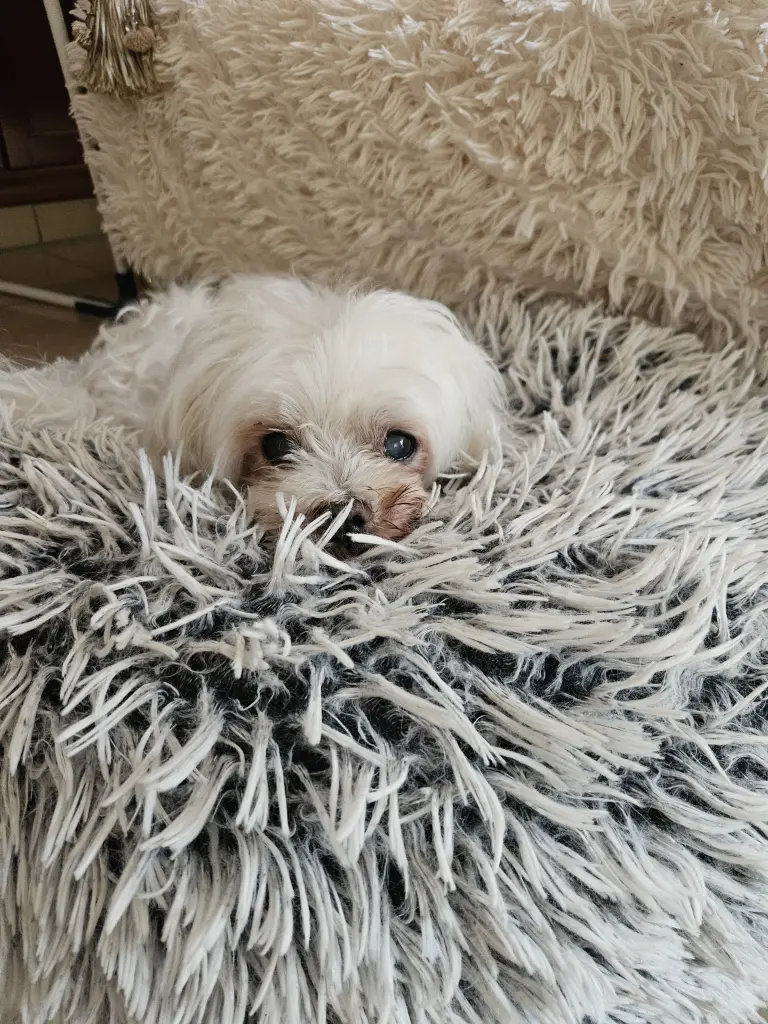 Image from Mischa