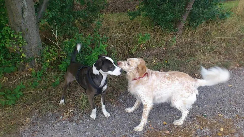 Image from Stella