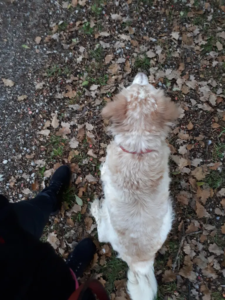 Image from Stella