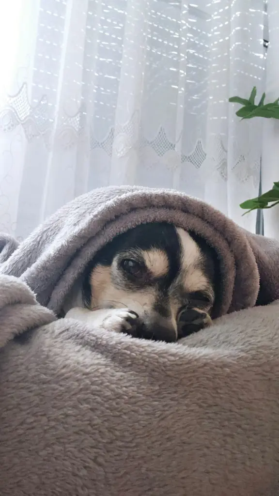 Andachtsbild von Dani mit Bella im Herzen ❤️❤️