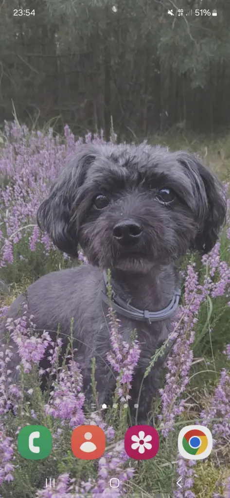 Im Wald haben wir ein großes Heidefeld entdeckt.