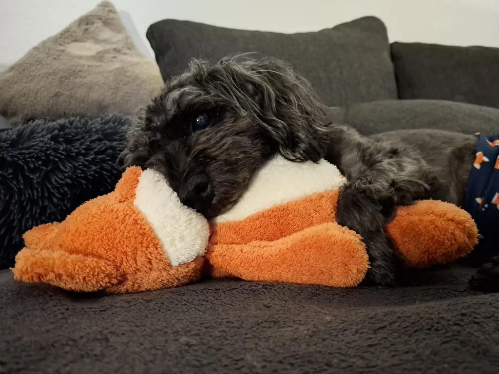 Einer seiner Lieblings Plüschiis