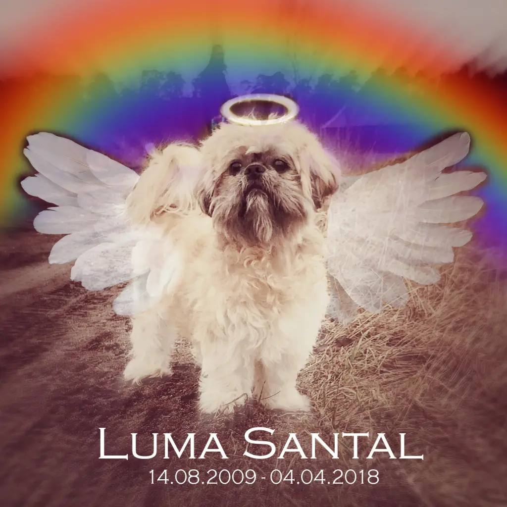 Image from Luma