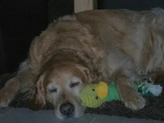 Condolence image of Micha mit Cäsar im Herzen