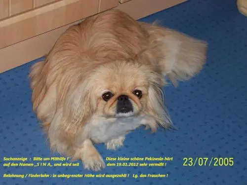 Image from GESUCHT WIRD  ,, SINA,, mein Sonnenkind !