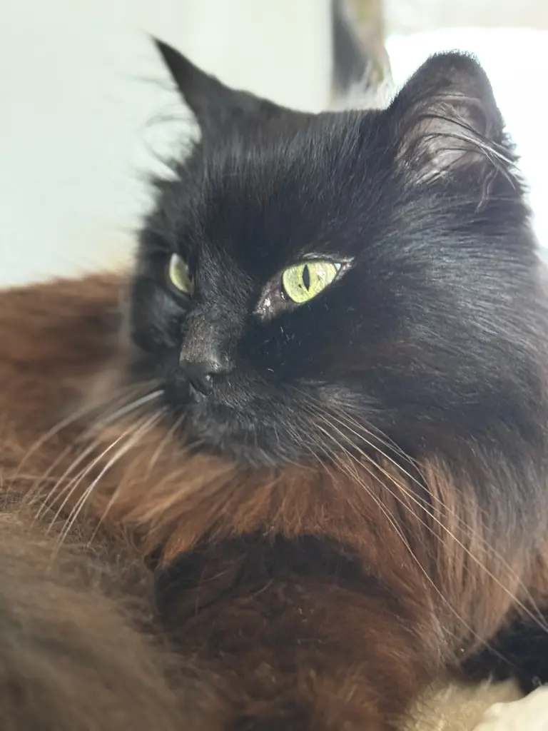 Andachtsbild von a.m