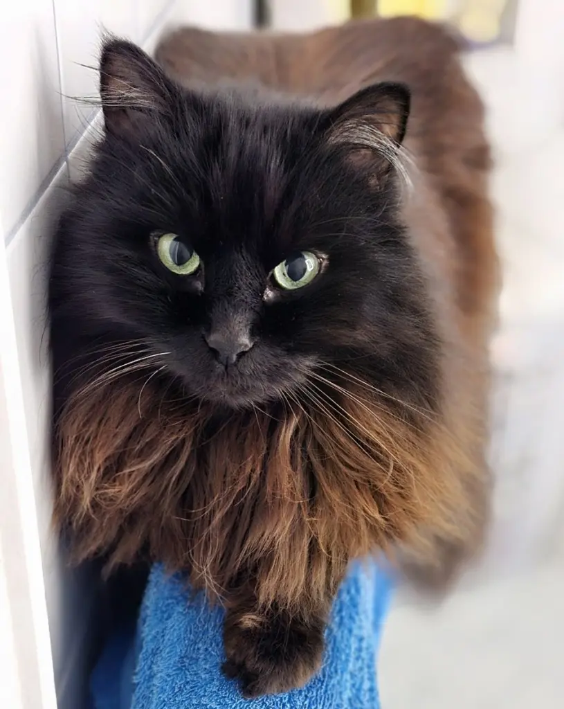 Andachtsbild von Tanja