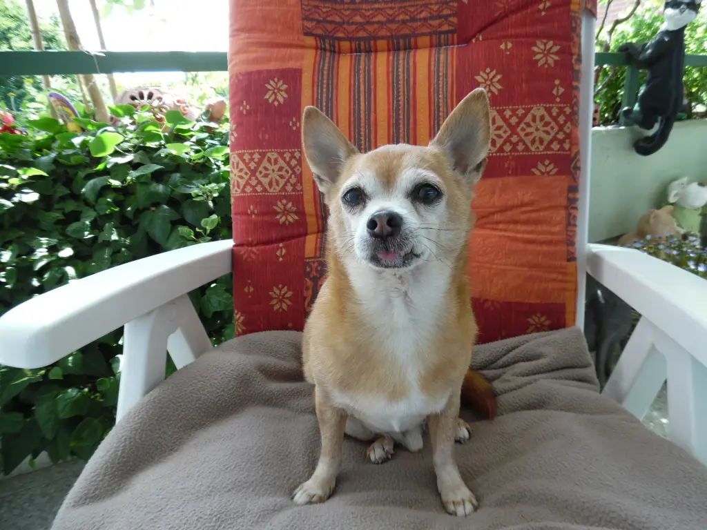 Andachtsbild von Irene mit JIMMY im Herzen Gute Reise zu den Sternen