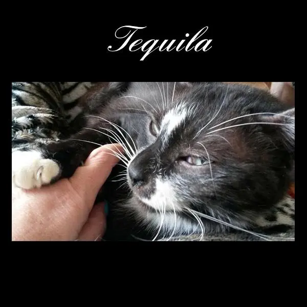 Image from Tequila