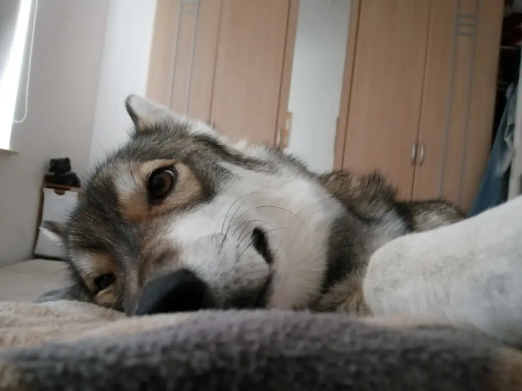 Andachtsbild von Candy