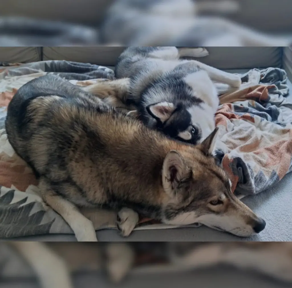 Andachtsbild von Julia Zebedies