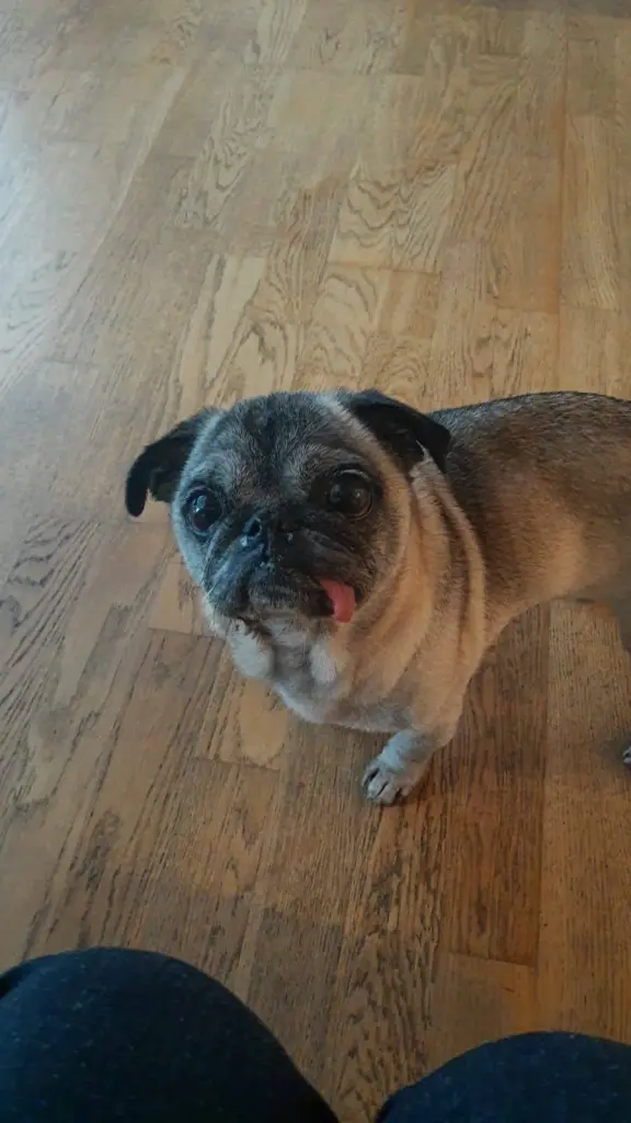 Bild von Greta ( Grietje)