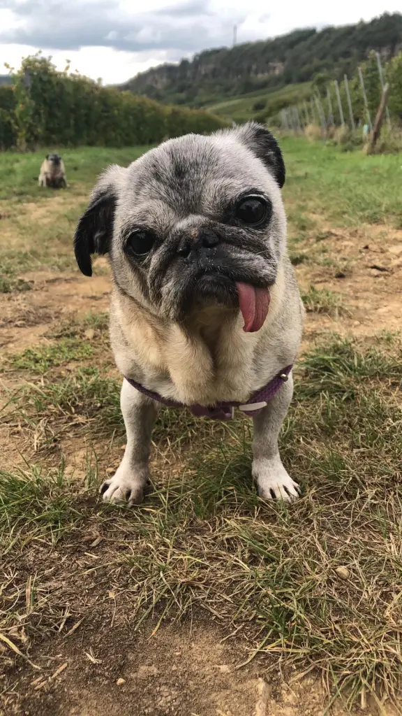 Bild von Greta ( Grietje)