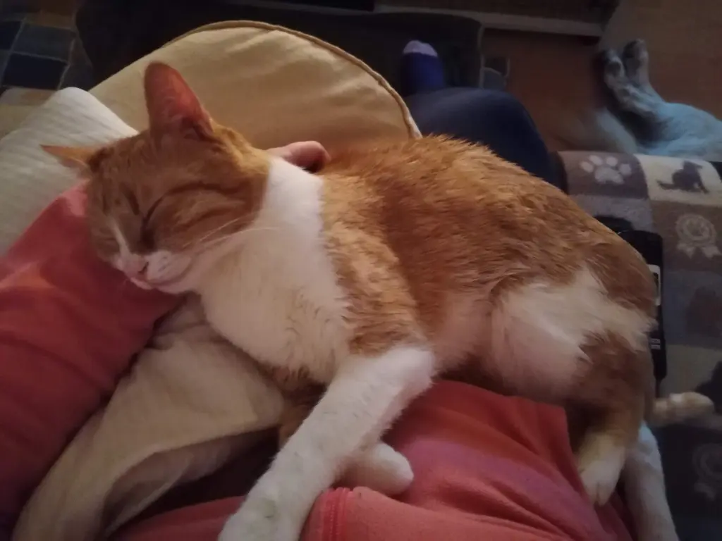 Gemeinsames Kuscheln und jedes mal haben wir es genossen.