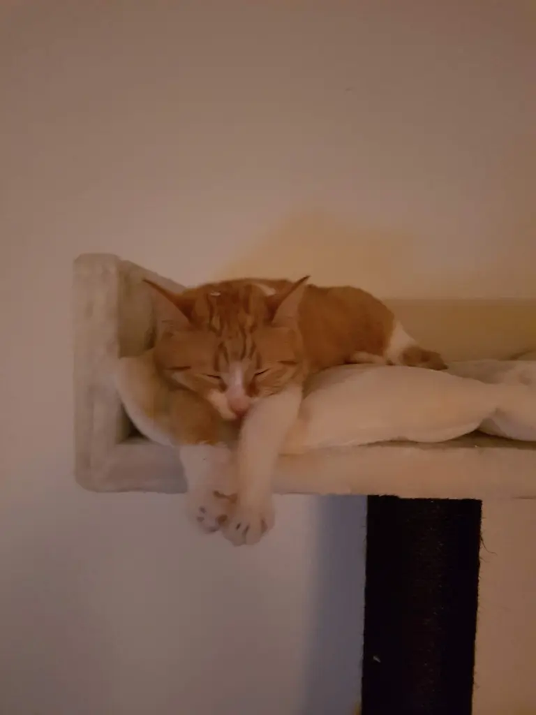 Dort oben auf dem Kratzbaum hast du so gerne entspannt.