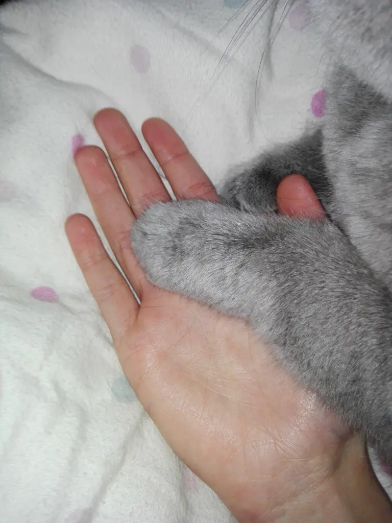 Andachtsbild von Lara-Marie