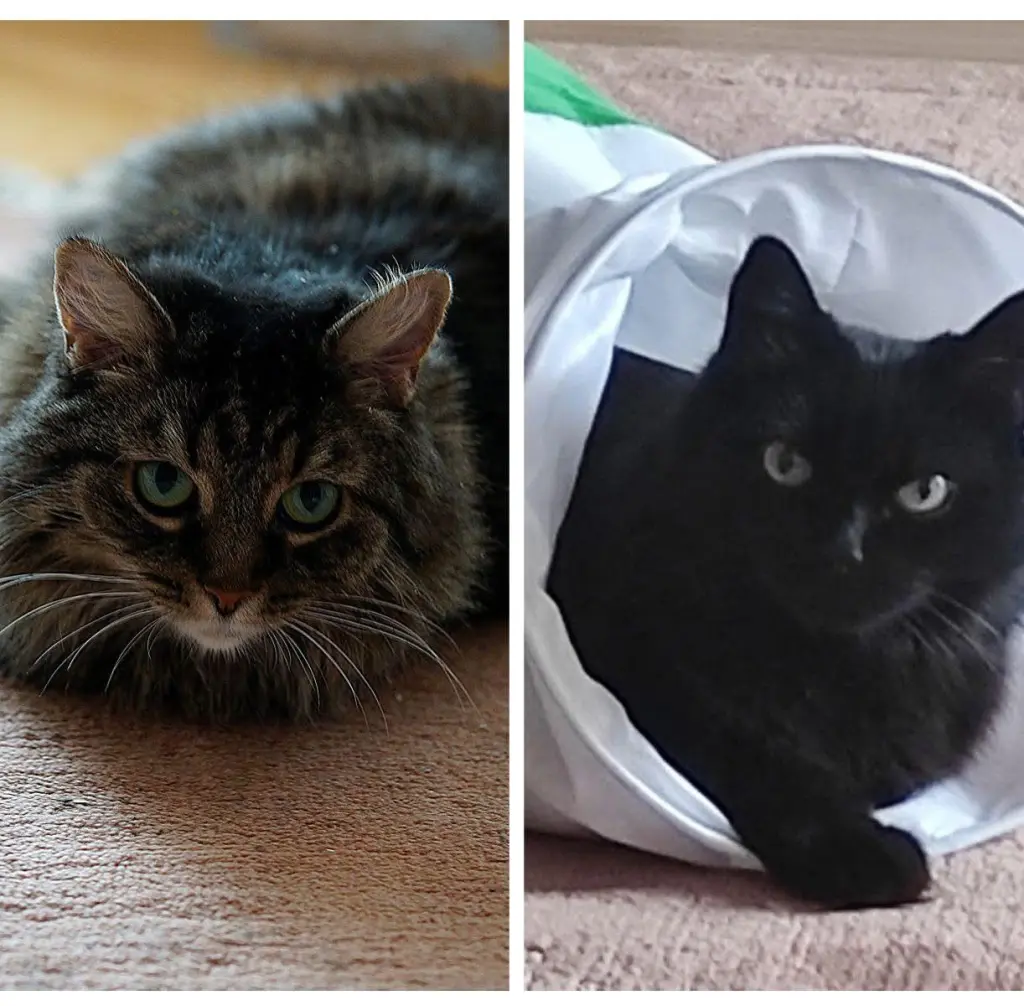 Andachtsbild von Nicole mit Roxy u. Nell