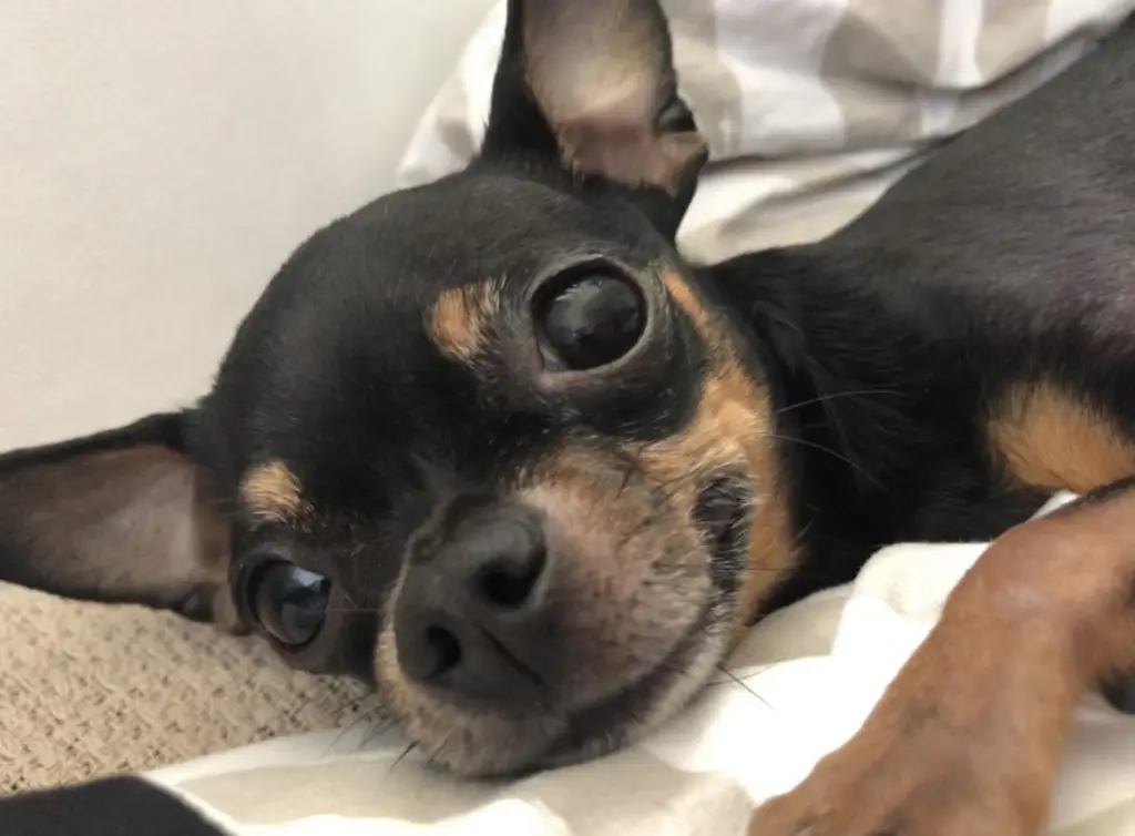 Andachtsbild von Janine mit Sheela 🐾 tief im Herzen ❤️