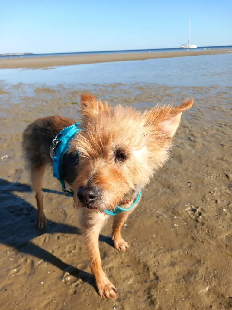 Condolence image of Birgit 🐕💔Melly🥺