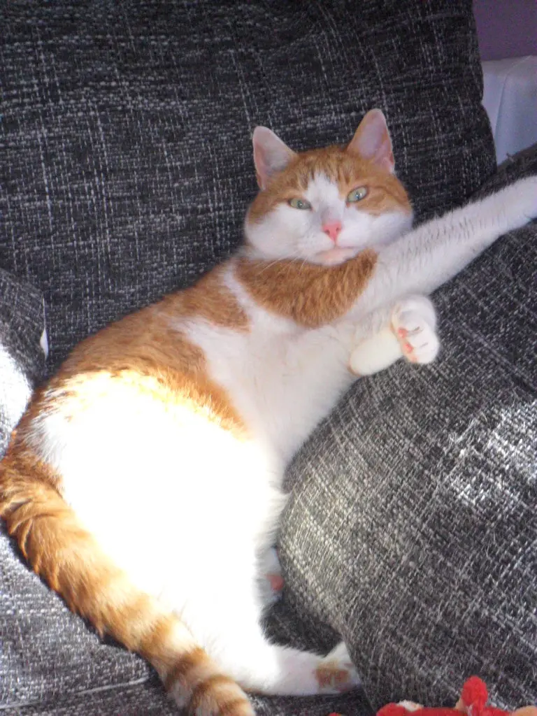 Image from Garfield