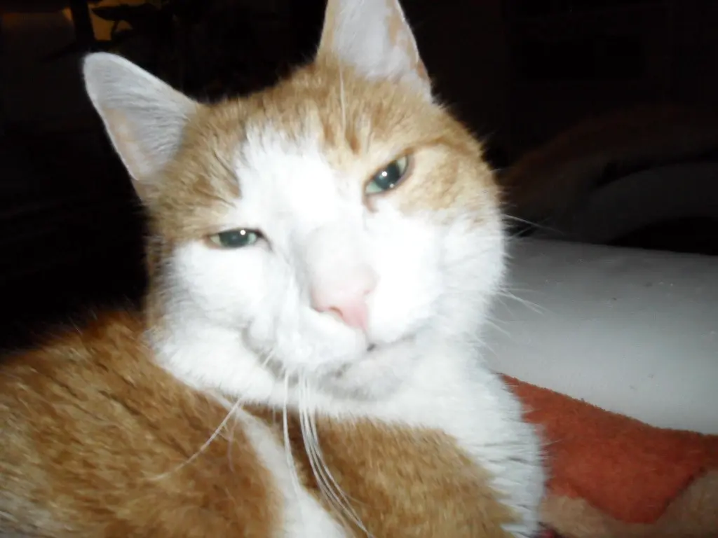 Image from Garfield
