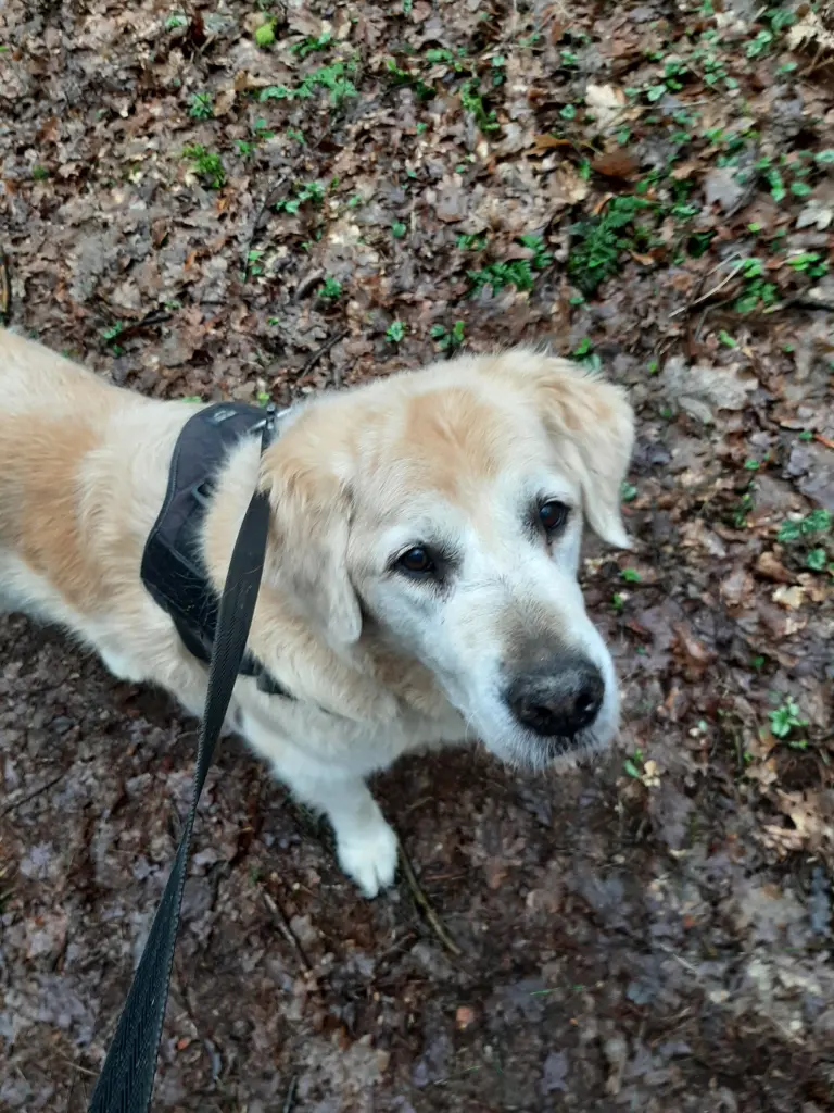 Andachtsbild von Elisabeth Lake-Thien