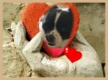 Image from Lucky