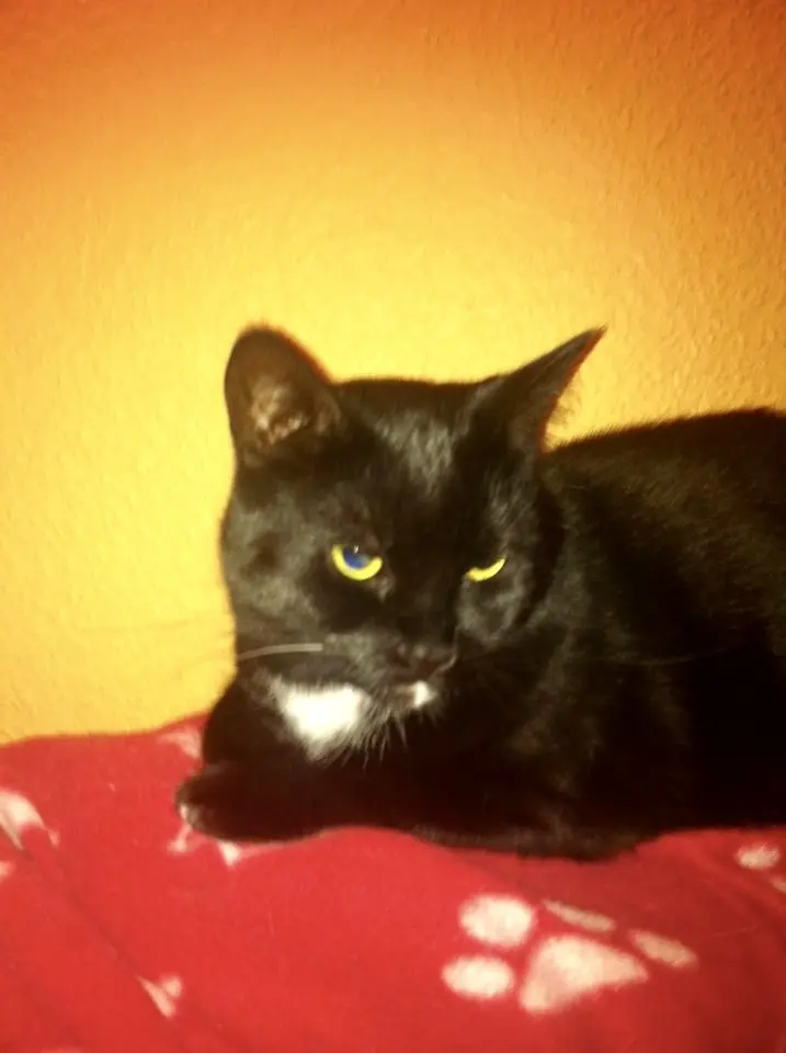 Andachtsbild von Georg