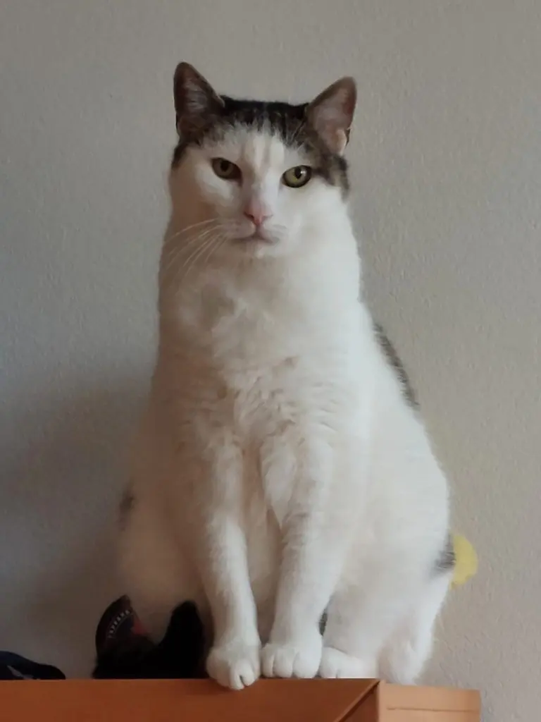 Bild von Benny