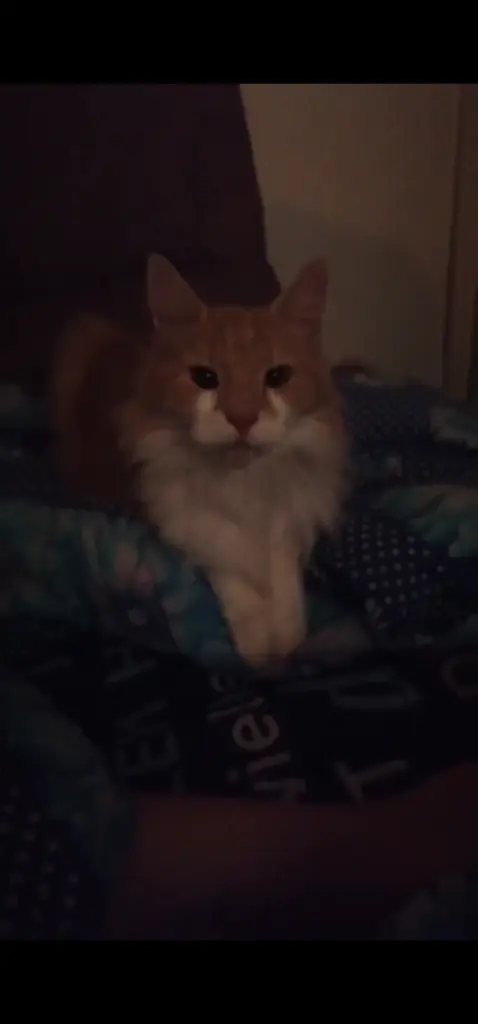 Andachtsbild von Eileen