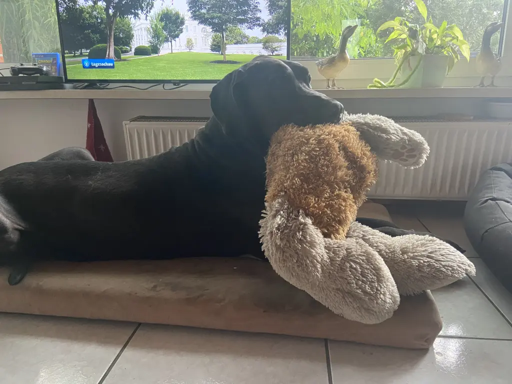 Sein geliebter hundihund