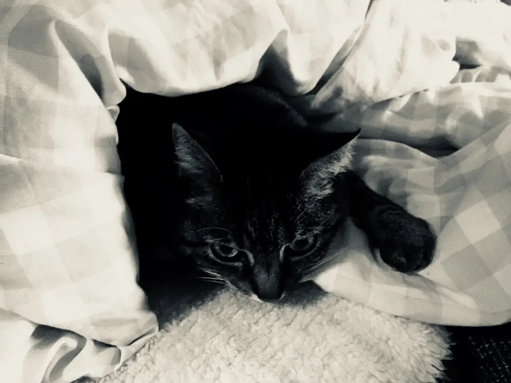 Image from Luna