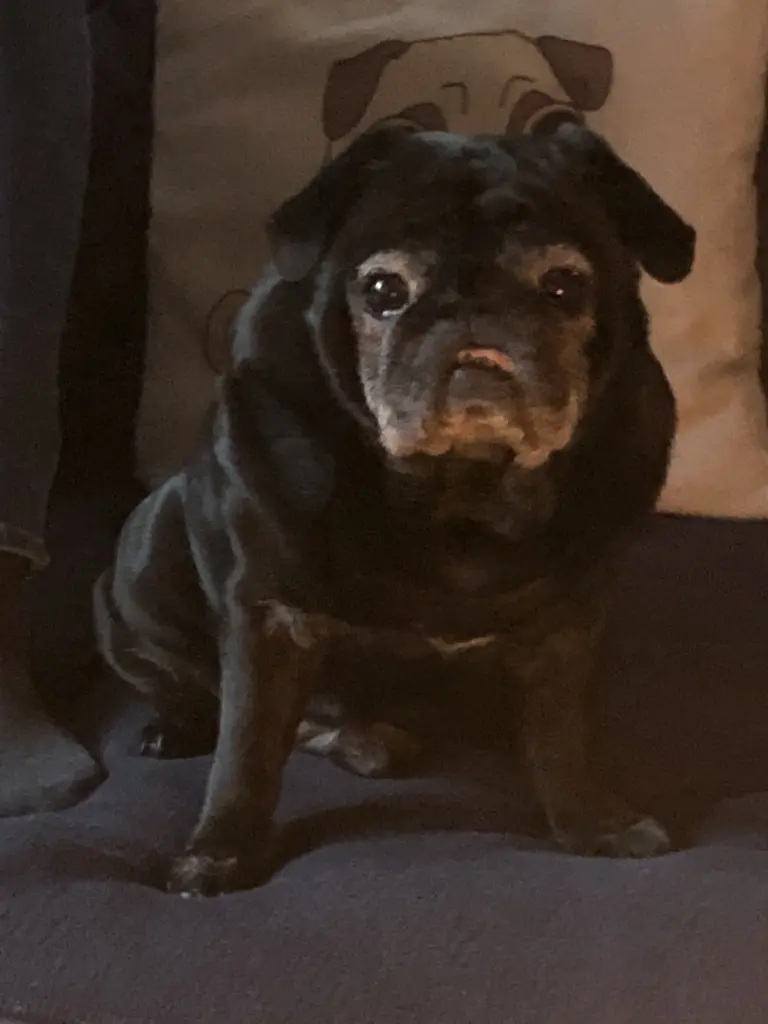 Andachtsbild von Andrea