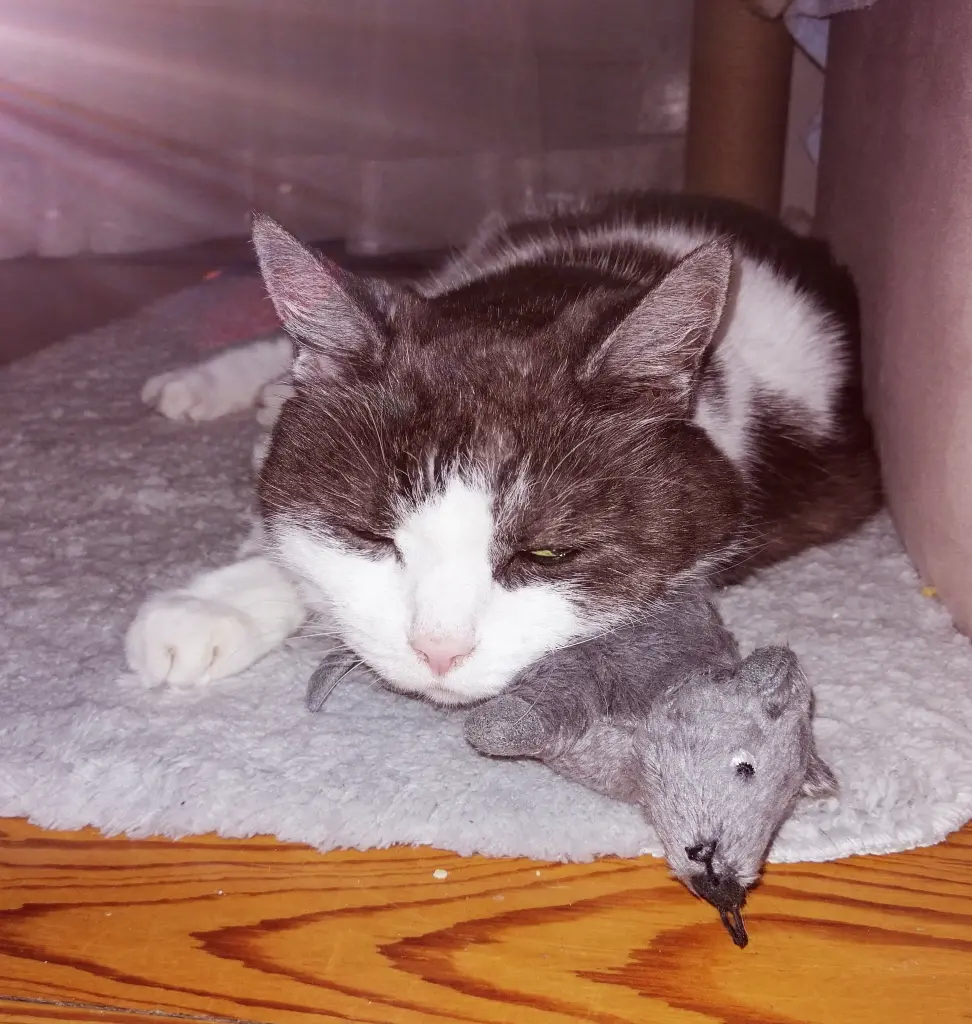 Nicht ohne meine Ratte!