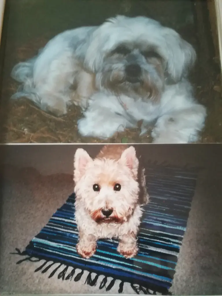 Bonny (Havaneser 2009-2022) und Tommy (Westi 1994-2009)