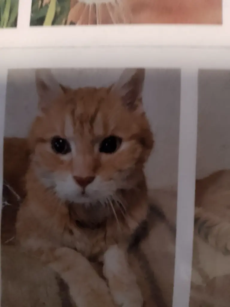 Bild von Kater Behne