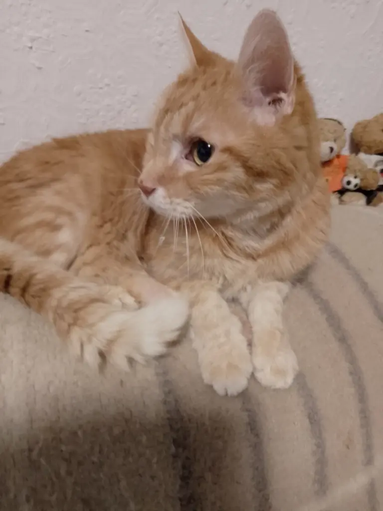 Bild von Kater Behne