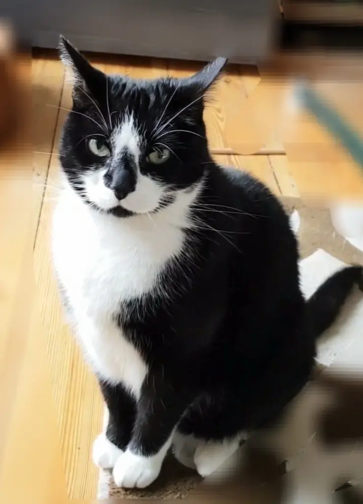 Bild von Gizmo/Bobby