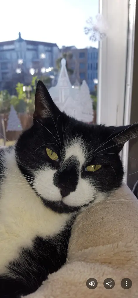 Bild von Gizmo/Bobby