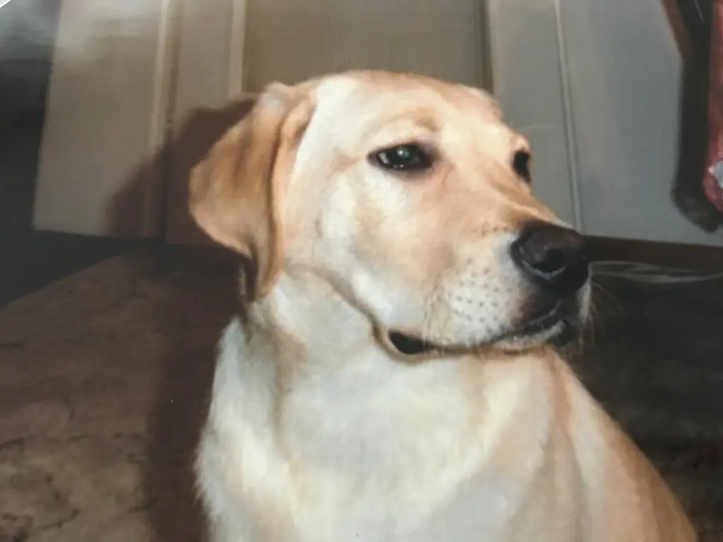 Condolence image of Elzbieta mit Max im Herzen 