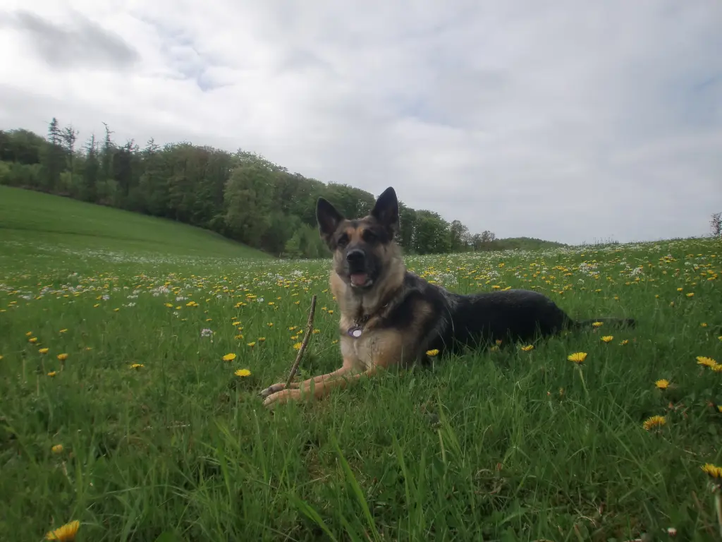 Andachtsbild von Rainer mit Stella aus Sundern