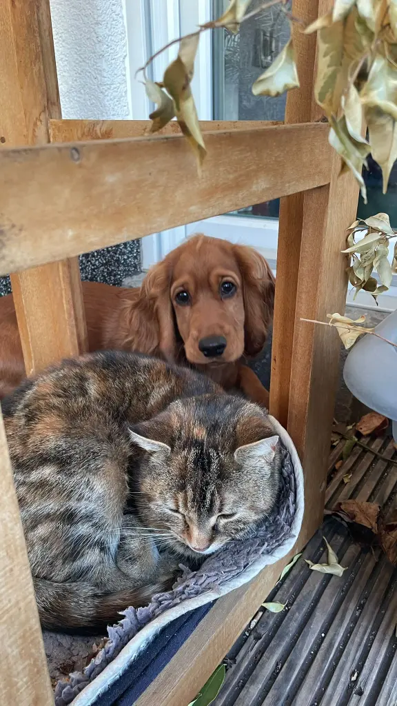 Andachtsbild von Tita