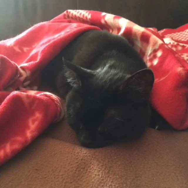Kuschelmaus