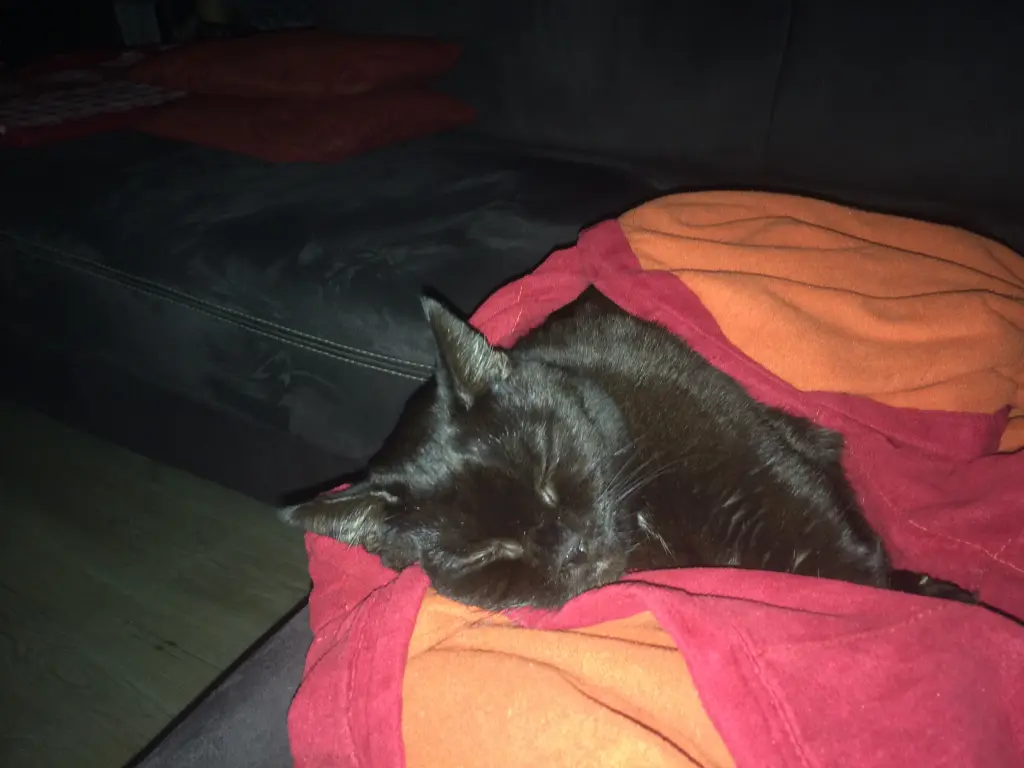Kuscheln