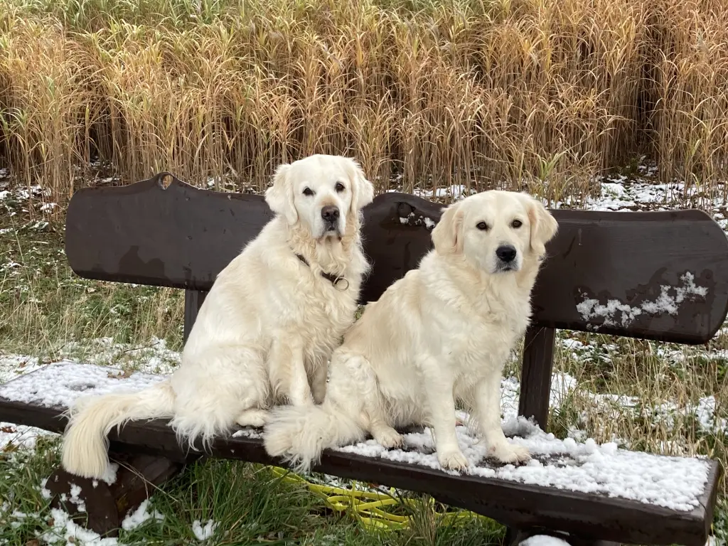 Andachtsbild von Birgit mit Xani und Winnie 🐾🐾